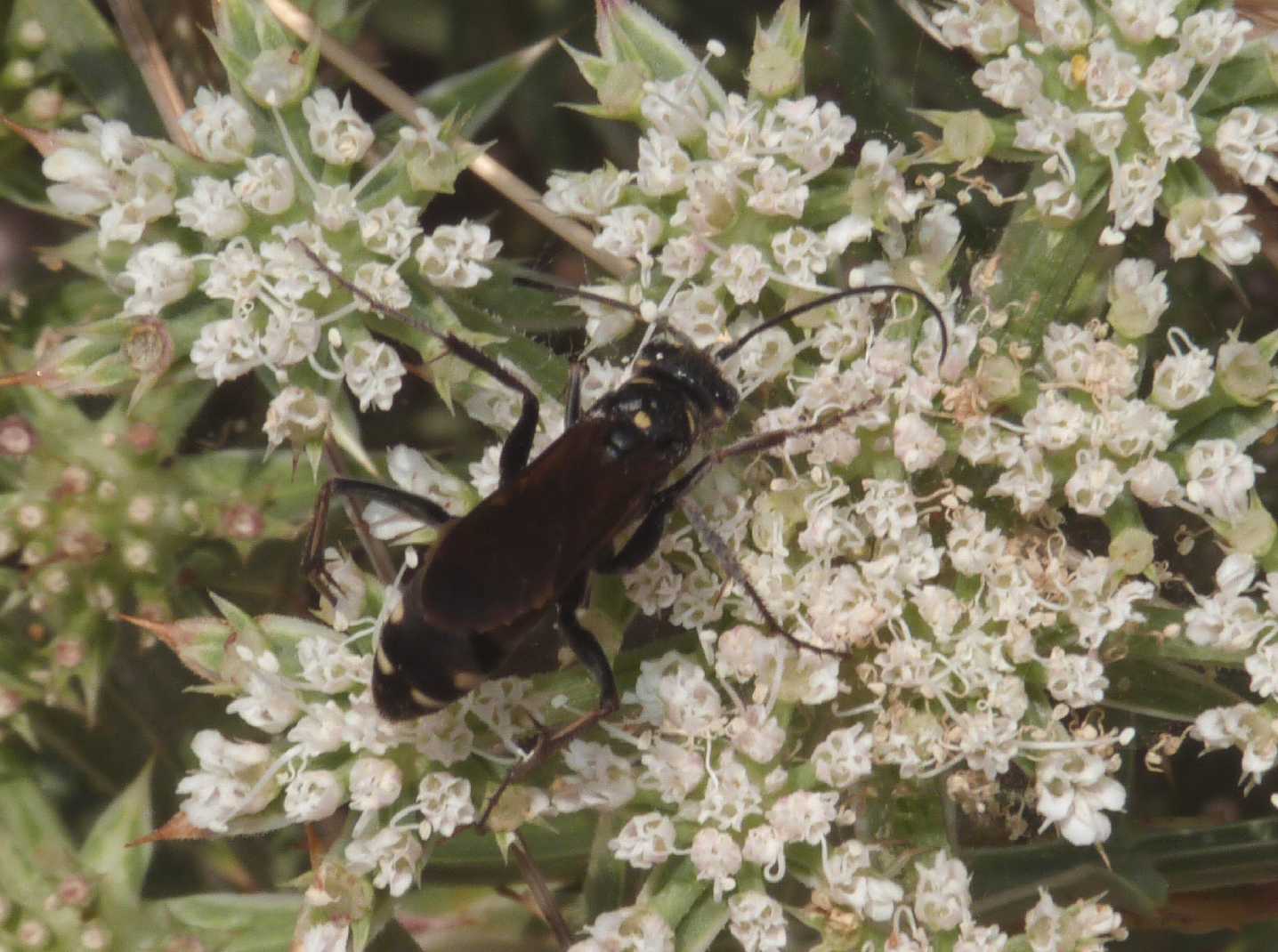 Pompilidae con macchie bianche